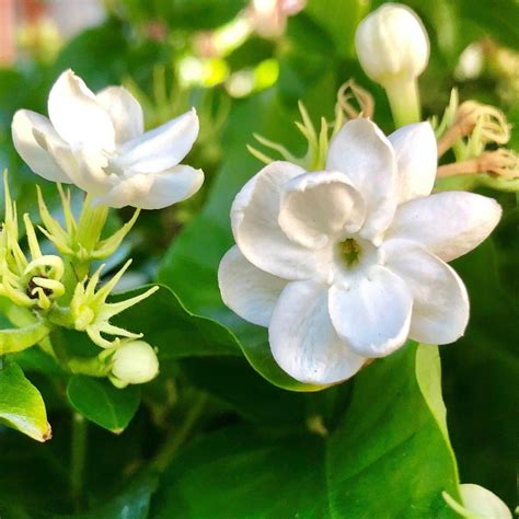 Is jasmine easy to grow?