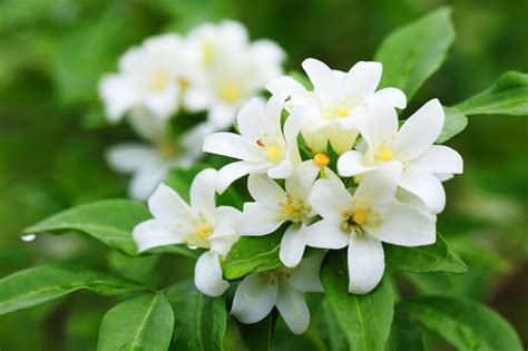 Is jasmine flower safe to smoke?