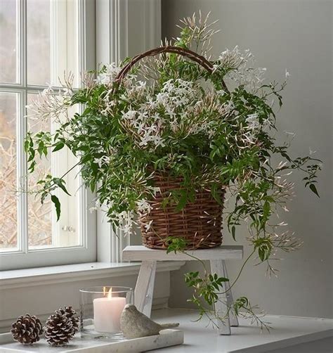 Is jasmine plant good for bedroom?