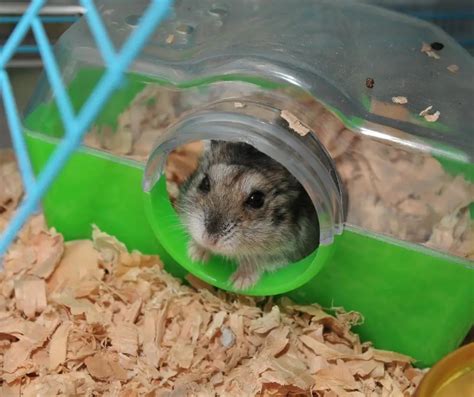 Is keeping a hamster smelly?