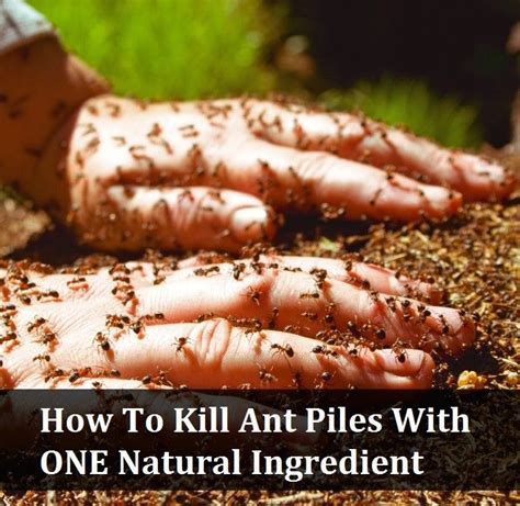 Is killing ants vegan?