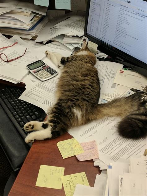 Is labor hard for cats?