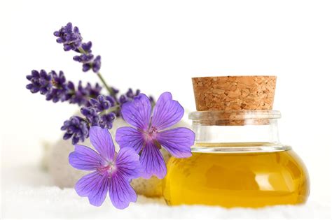 Is lavender extract an oil?