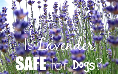 Is lavender safe for cats and dogs?