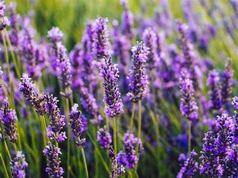 Is lavender safe for everyone?
