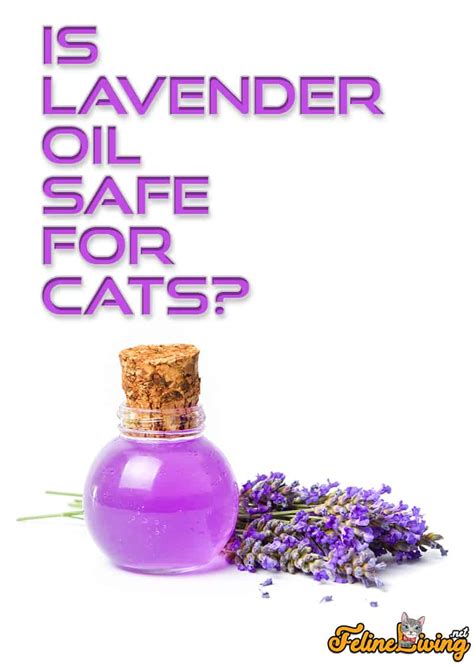 Is lavender smell safe for cats?