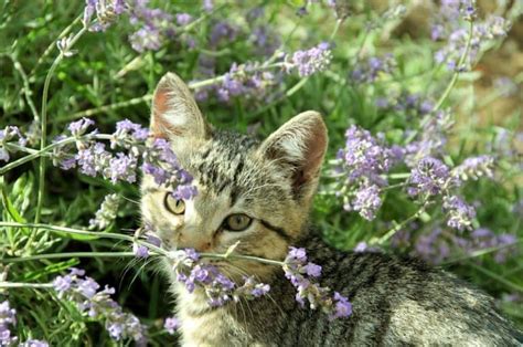 Is lavender smell toxic to cats?