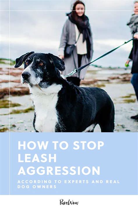 Is leash aggression real?