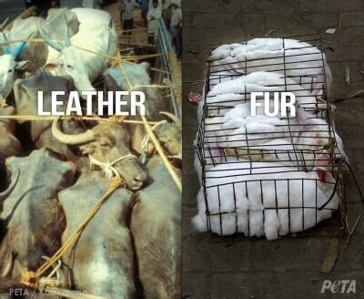 Is leather or fur worse?