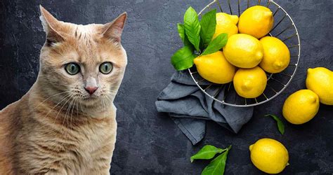 Is lemon bad for cats?