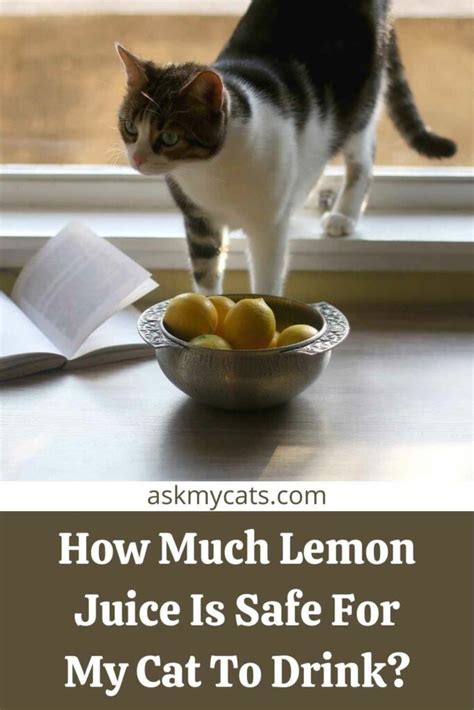 Is lemon juice OK for cats?