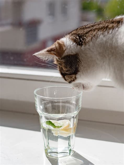 Is lemon juice toxic for cats?