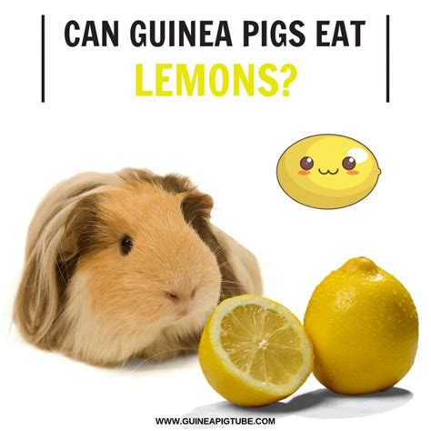Is lemon water good for guinea pigs?
