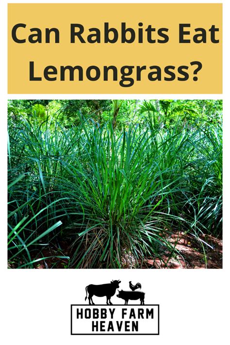 Is lemongrass oil safe for rabbits?