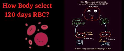 Is lifespan of RBC 180 days?