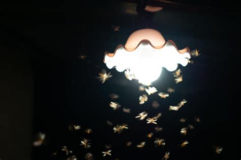 Is light bad for moths?