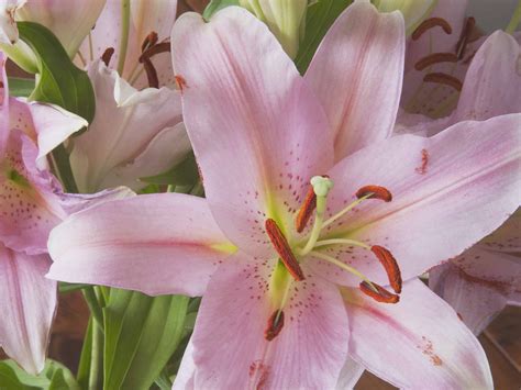 Is lily pollen poisonous to people?