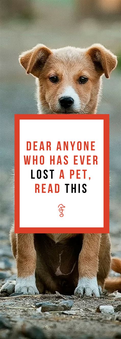 Is losing a pet like losing a child?