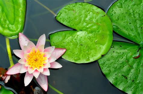 Is lotus a lily pad?