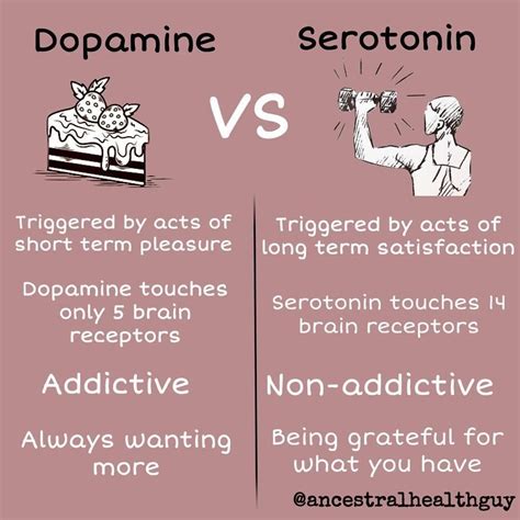 Is love dopamine or serotonin?