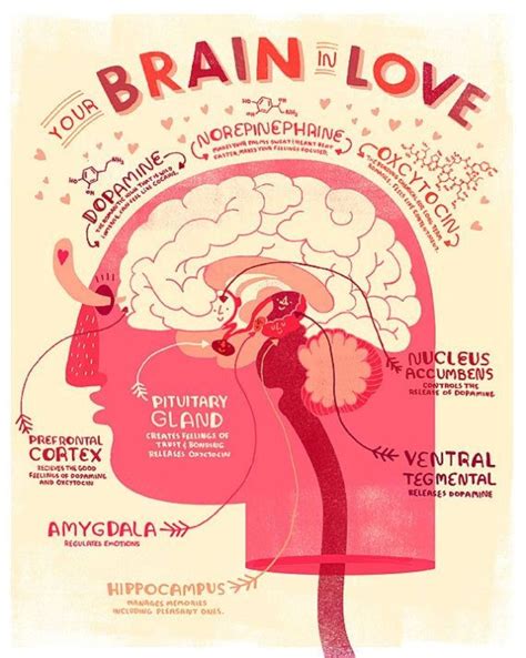 Is love in heart or brain?