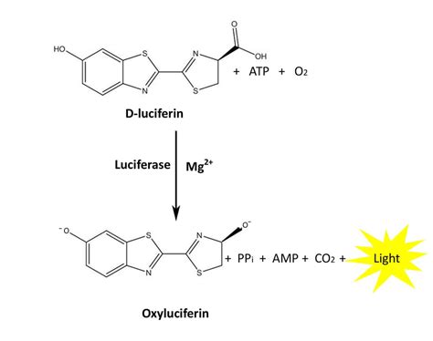 Is luciferin toxic to humans?