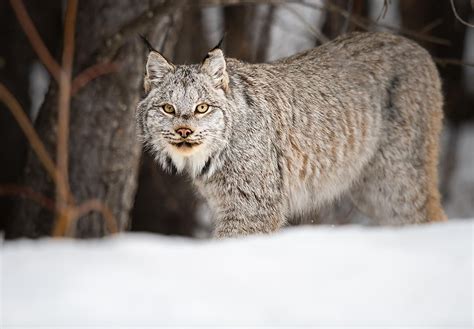 Is lynx illegal in Canada?