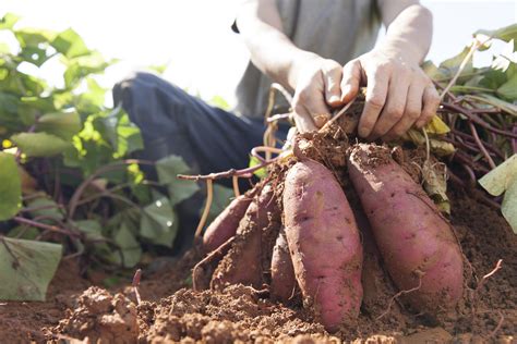 Is manure good for sweet potatoes?