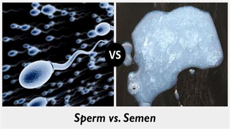 Is mens sperm acidic?