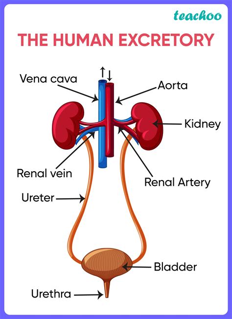 Is mercury excreted in urine?