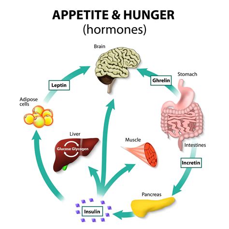 Is metabolism genetic?