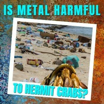 Is metal bad for hermit crabs?