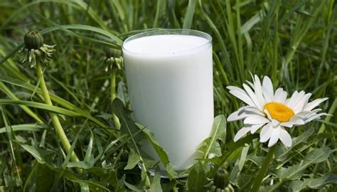 Is milk good for indoor plants?
