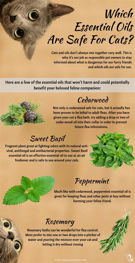 Is mint oil toxic to animals?