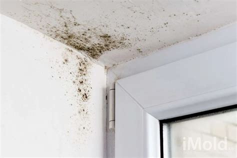Is mold dead once it is dry?