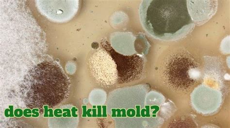 Is mold in food killed by heat?