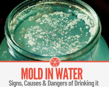 Is mold killed by boiling water?