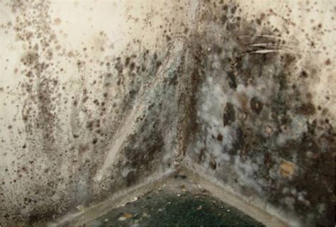 Is mold really a big deal?