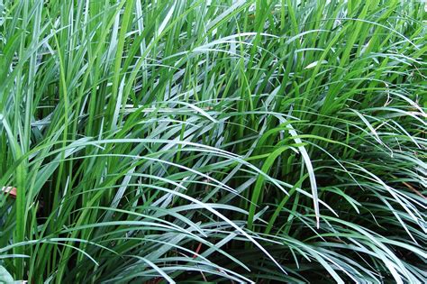 Is monkey grass poisonous to dogs?