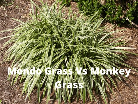 Is monkey grass the same as mondo grass?