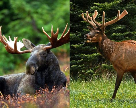 Is moose bigger than elk?