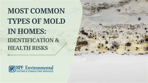 Is most mold harmless?