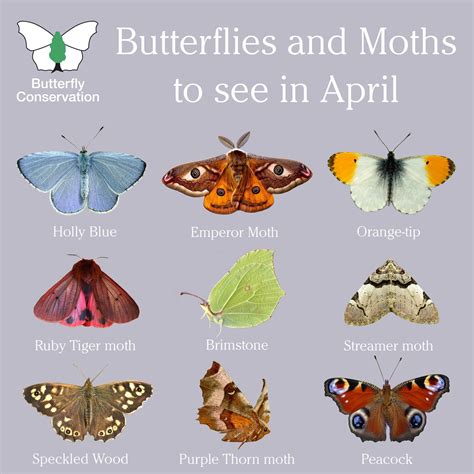 Is moth a type of butterfly?