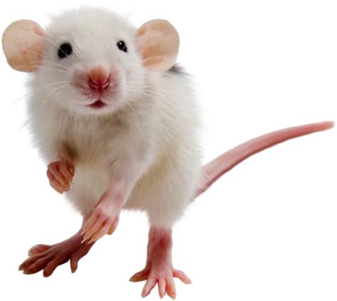 Is mouse a rat?