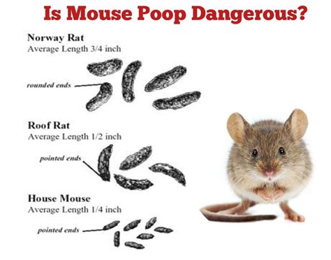 Is mouse poop toxic?