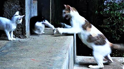 Is my cat attacking my new kitten or playing?