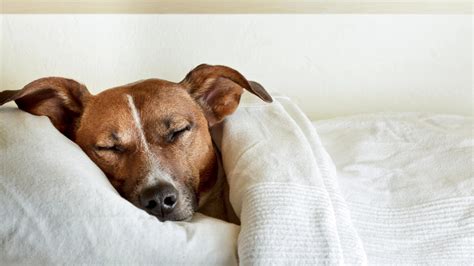 Is my dog bored if he sleeps all day?