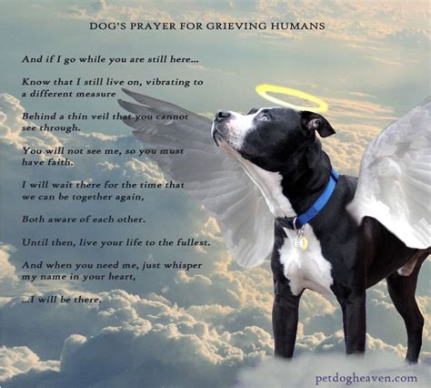 Is my dog safe in Heaven?