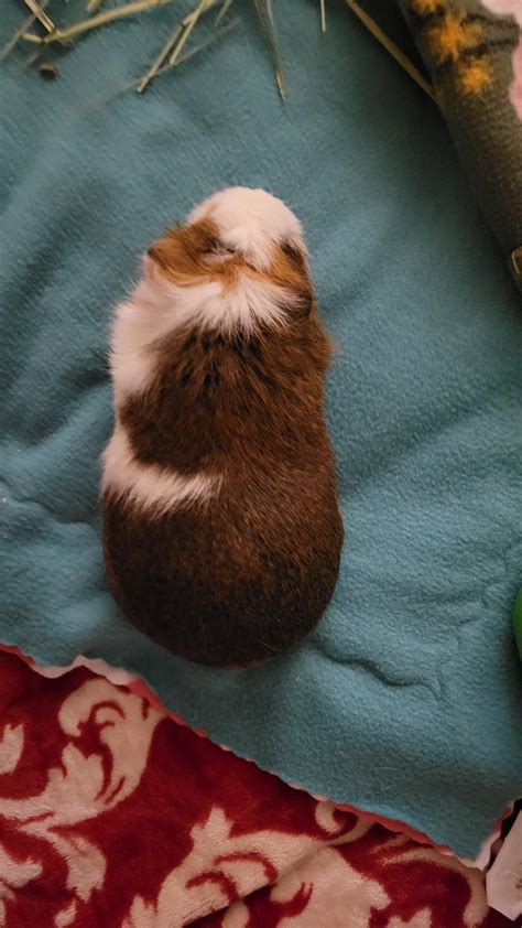Is my guinea pig bloated?