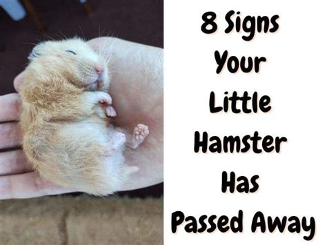 Is my hamster dead if it smells?